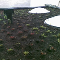 Earth Quaque Gardens: beplanting