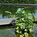 Earth Quaque Gardens: water
